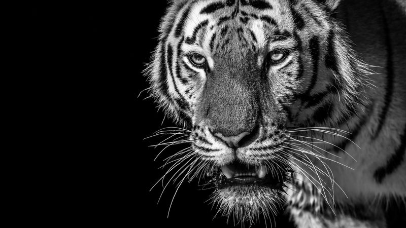 tiger, predator, looks, bw, wild, striped, 4k