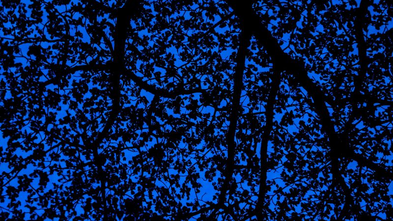 branches, sky, dark, tree, leaves, blue, pattern, 4k