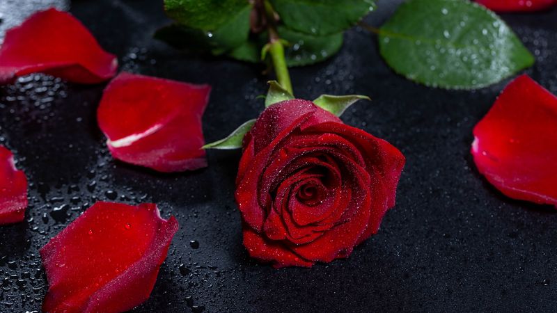 rose, wet, petals, flower, drops, surface, 4k