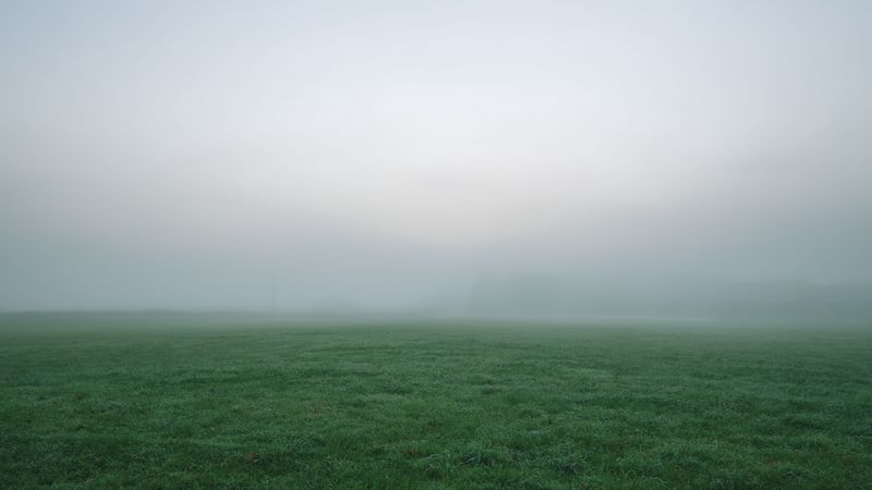 grass, fog, thick, impenetrable, field, 4k