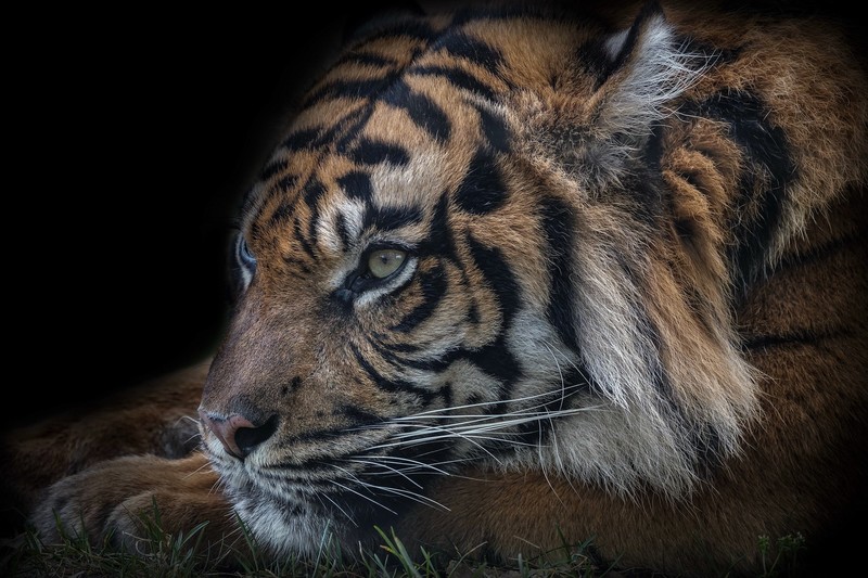 tiger, animals, big cats, mammals