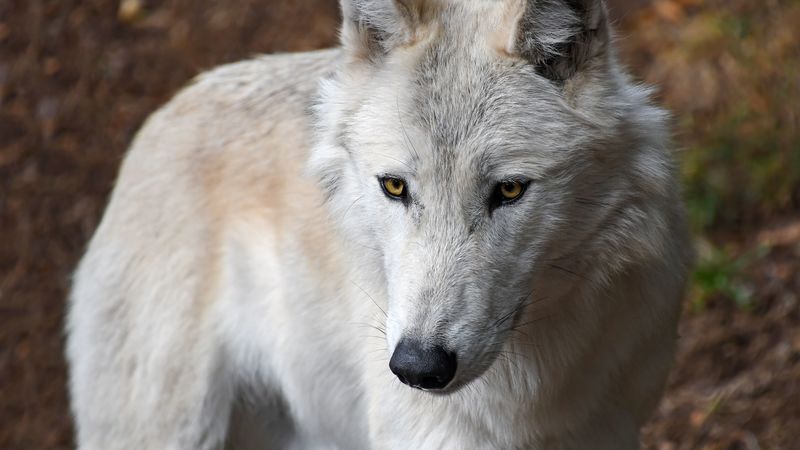 wolf, white, wild, predator, muzzle, yellow-eyed, 4k