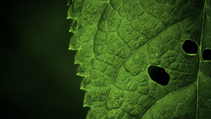 leaf, veins, macro, focus, 4k