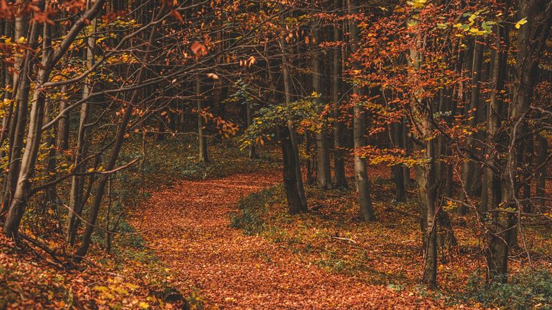 autumn, forest, trail, leaves, fallen, trees, turn, 4k