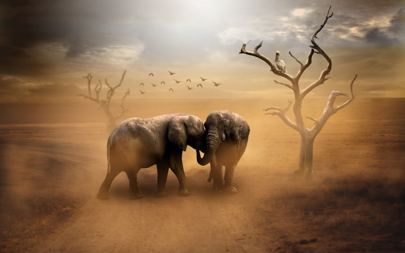 elephant, animals, nature, mammals