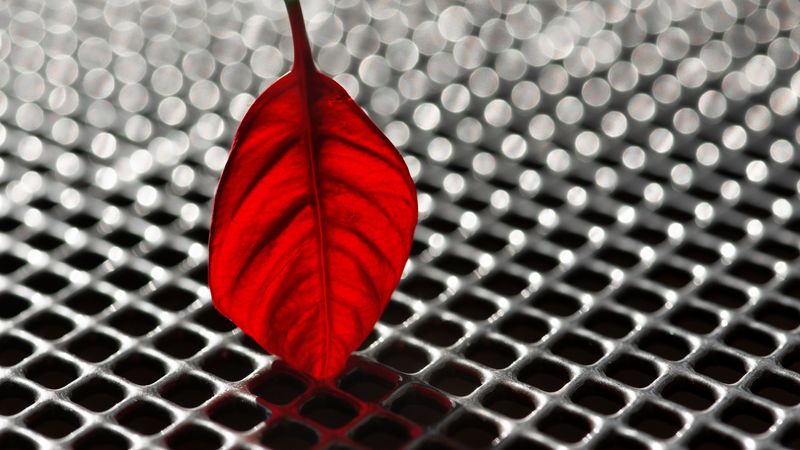 sheet, poinsettia, red, grid, metallic, macro, bokeh, 4k