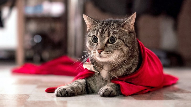 cats, feline, cape