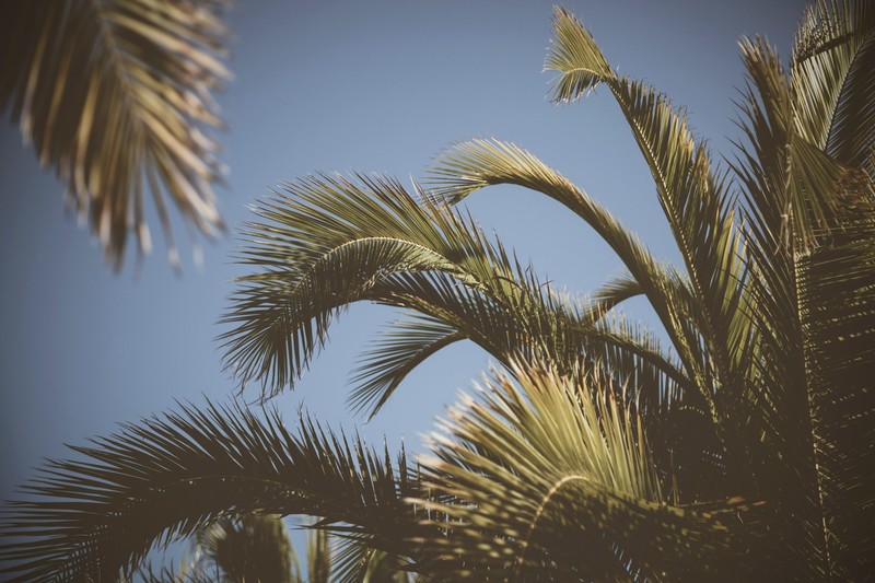 plants, green, palm trees, nature