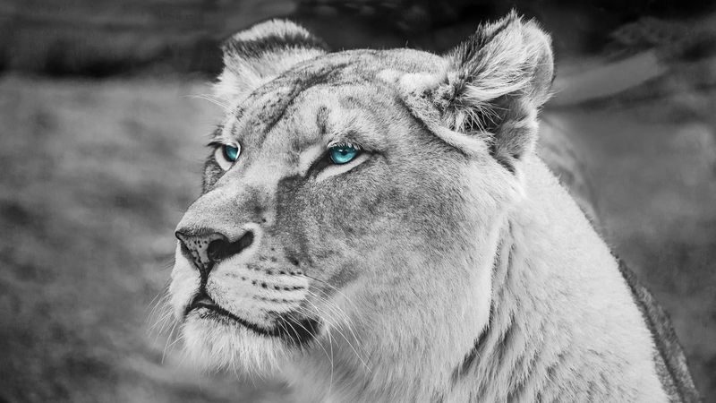 lioness, muzzle, eyes, view, wildlife, africa, 4k