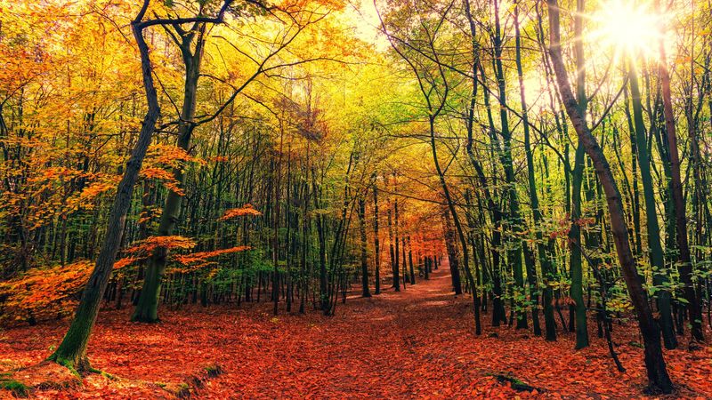 forest, trail, autumn, trees, leaves, fallen, 4k