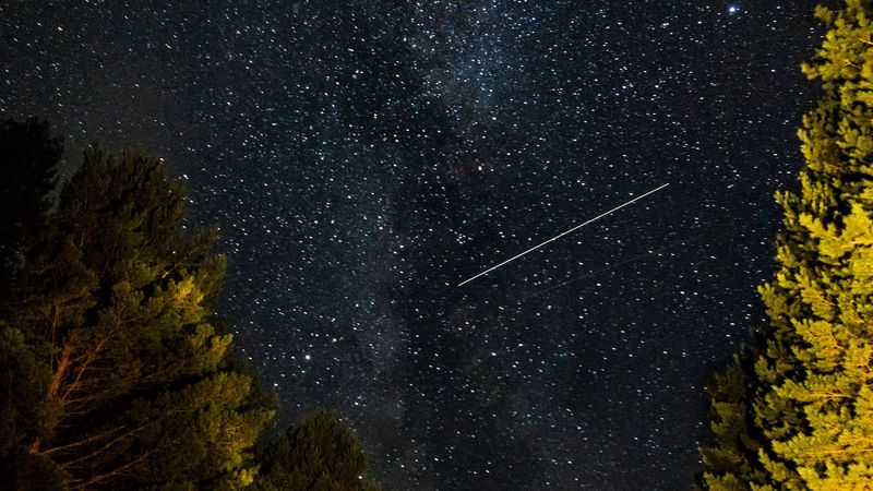 forest, starry sky, starfall, 4k