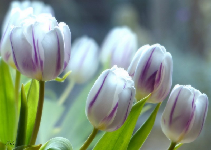 flowers, plants, white flowers, tulips