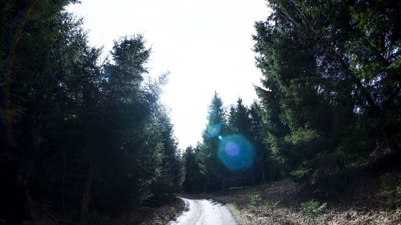 nature, trees, forest, lens flare, road, wood, lights