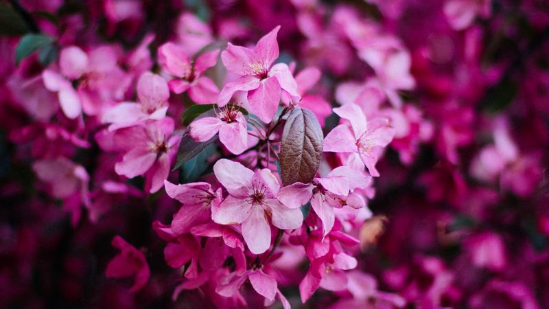 flowers, bloom, pink, bush, branch, spring, 4k