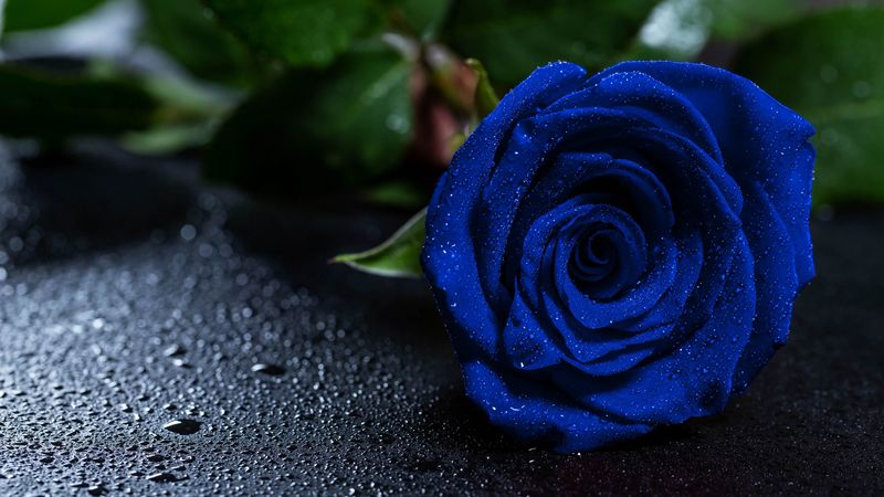 rose, blue rose, drops, bud, 4k HD Wallpaper