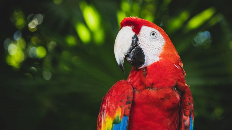 macaw, parrot, bird, color, bright, beak, 4k