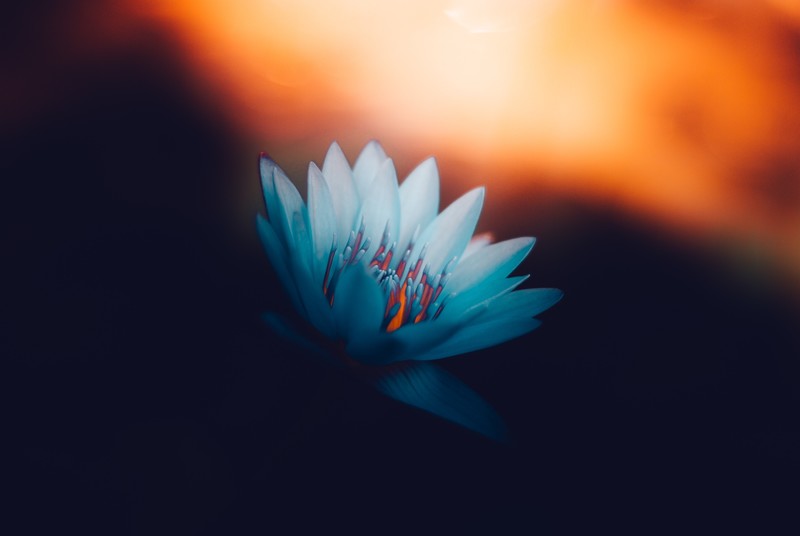 plants, blue, orange, black, nature, Petal, petals, flower petals, photography, blossom