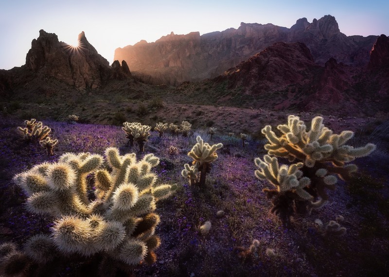 cactus, plants, nature, landscape, sunrise