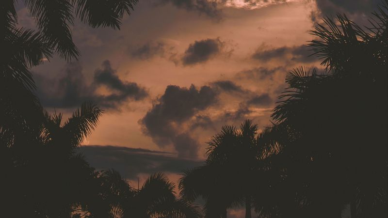 trees, palm trees, clouds, sunset, branches, 4k