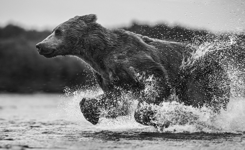 bears, animals, nature, running, water, monochrome, mammals, splashes