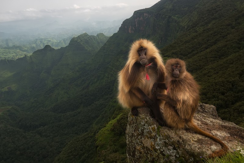 apes, outdoors, nature, animals, mammals, landscape, mountains
