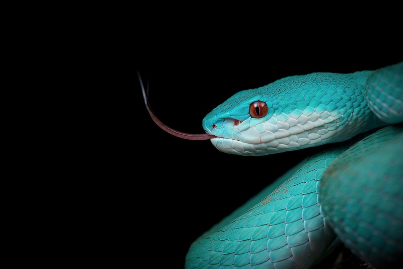 black background, simple background, tongue out, snake, reptiles, animals, cyan, turquoise