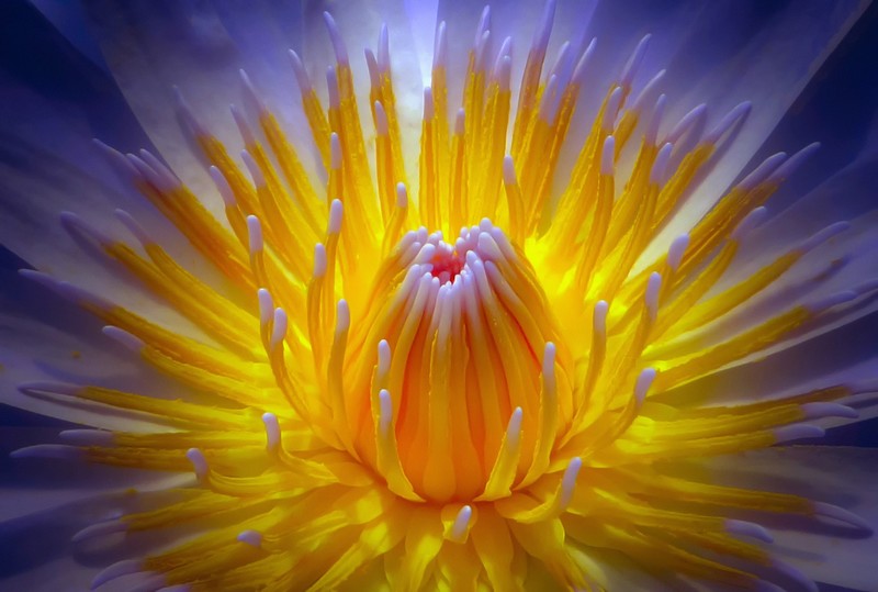 colorful, flowers, plants, macro, purple, yellow