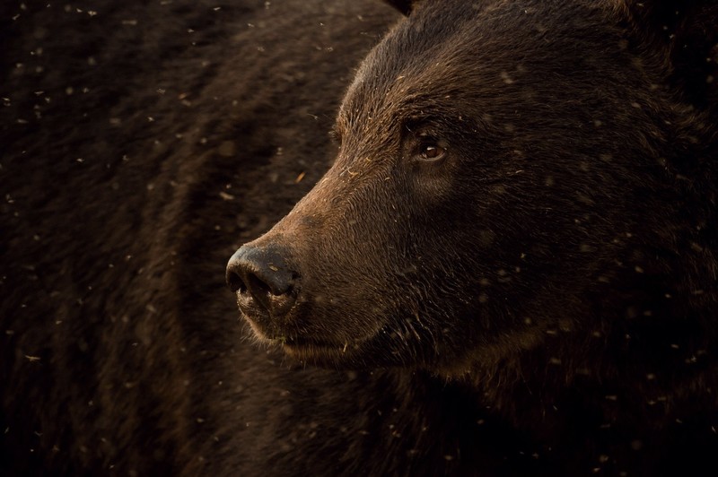 bears, animals, mammals