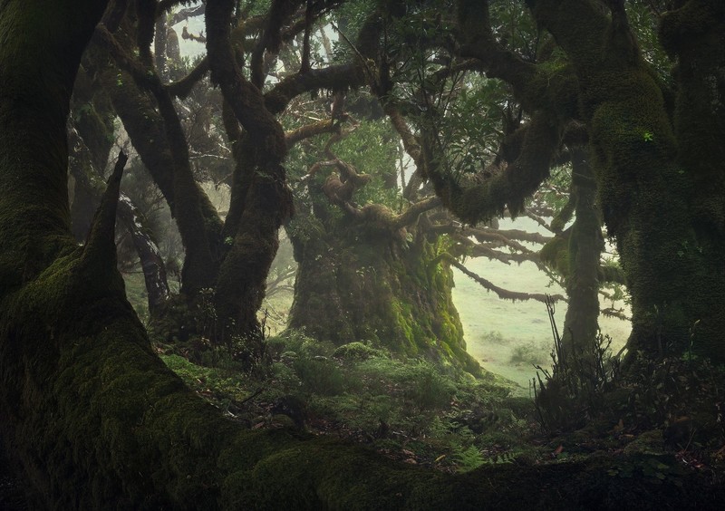 dark, nature, plants, trees, moss, branch