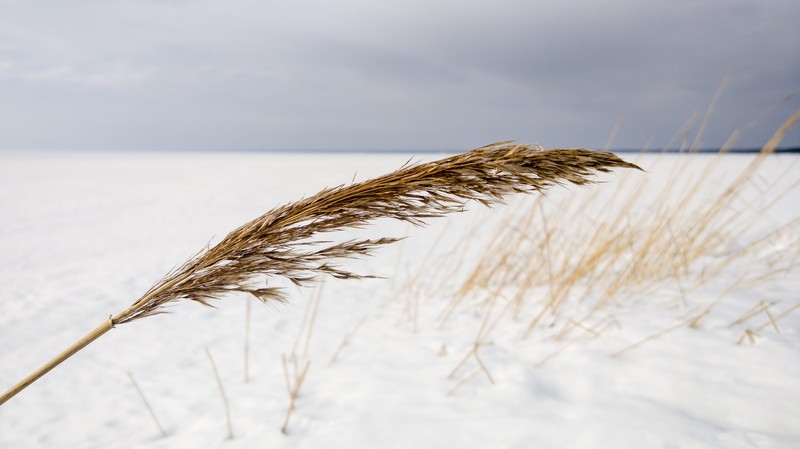 nature, winter, snow, wind, sky, landscape, reeds, plants