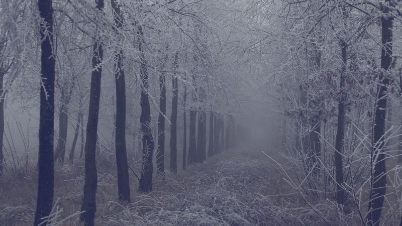 fog, forest, frost, branches, trees, grass, 4k
