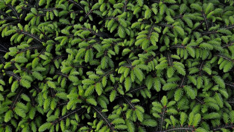 tree, branches, needles, green, 4k