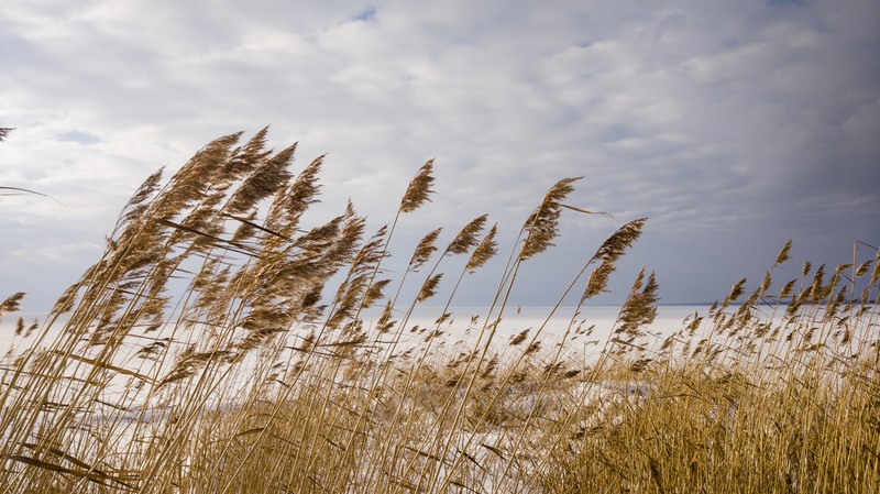 nature, winter, snow, wind, sky, landscape, reeds, plants