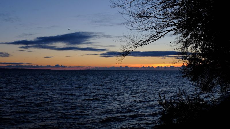 sea, horizon, branches, night, ripples, 4k