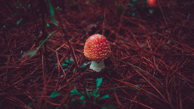 amanita, mushroom, grass, autumn, 4k