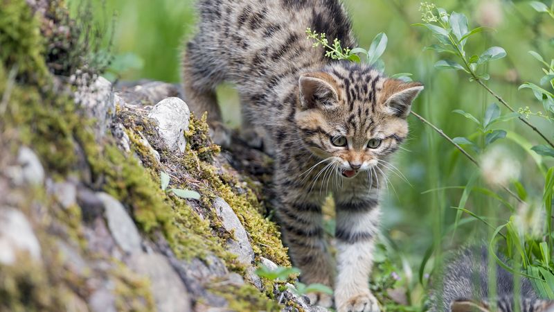 kitten, wild cat, cat, grin, grass, walk, 4k