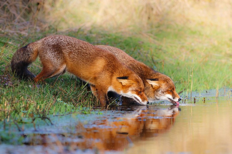 fox, animals, water, nature, mammals, wildlife