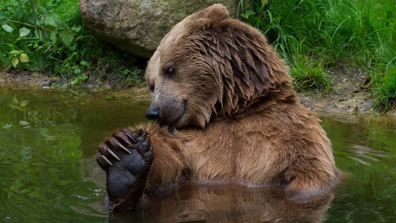 nature, wet body, animals, bears, water, mammals