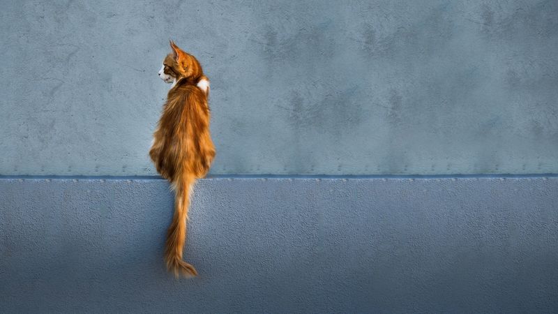 cat, red, wall, sitting, looks, back, tail, 4k