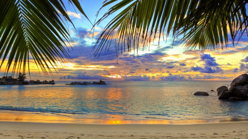 beach, sea, palm trees, sky, tropical, landscape, clouds, dusk
