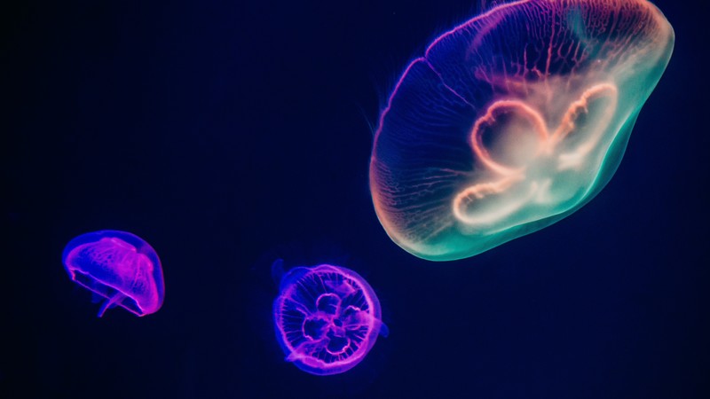 underwater, jellyfish, neon, blue, pink, purple