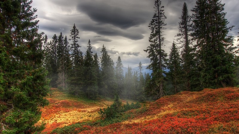 forest, sky, clouds, nature, overcast, pine trees, fall