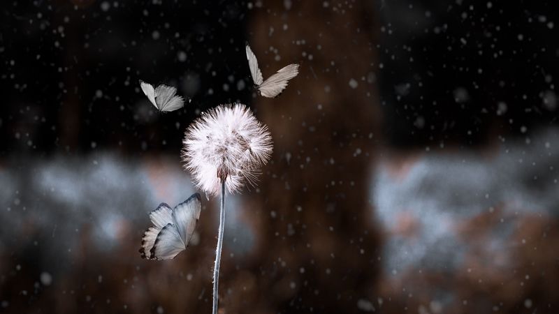 dandelion, butterflies, photoshop, blur, flower, insect, 4k