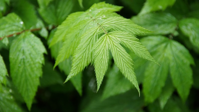 nature, leaves, plants, green, depth of field