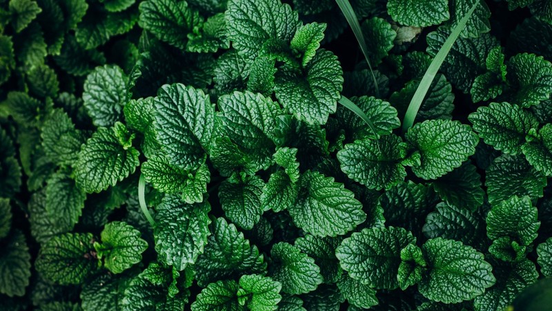 nature, leaves, plants, green, top view, mint leaves, mint