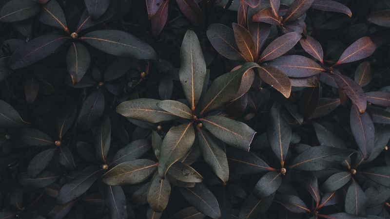 leaves, plant, bush, green, gray, dark, 4k