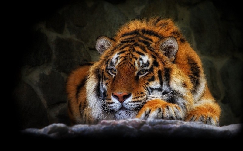 tiger, big cats, animals