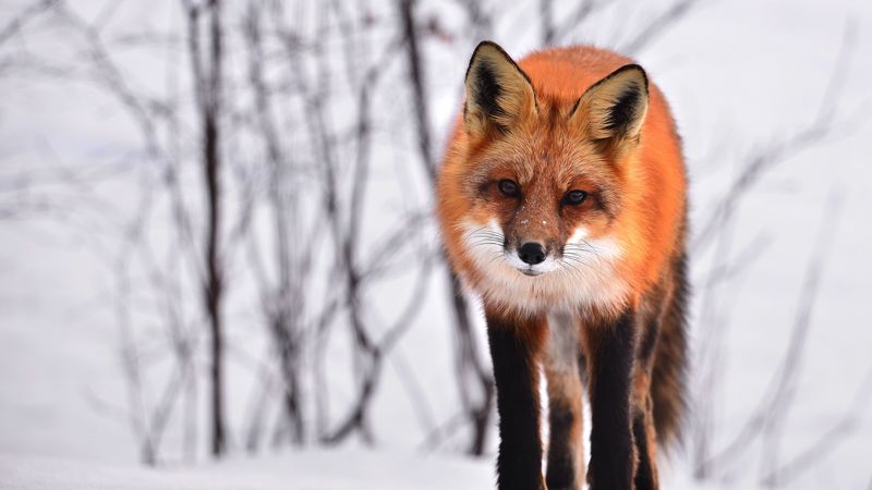 fox, curious, winter, looks, snow, 4k