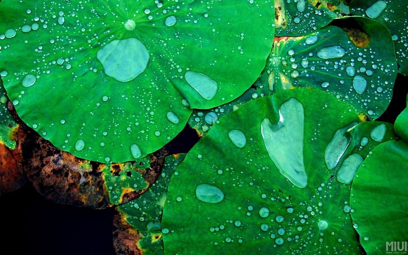 plants, flowers, leaves