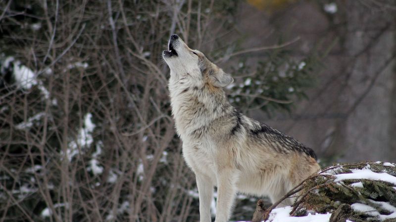 wolf, howling, wildlife, winter, predator, 4k